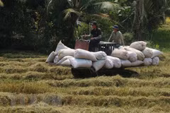Aumenta producción de arroz de Vietnam en 2021