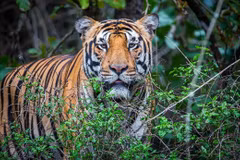 Vietnam se esfuerza por promover la conservación del tigre