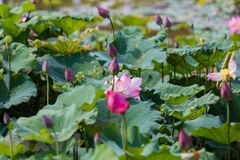 Etnia minoritaria de Cham impulsa ecoturismo desde cultivo de lotos 