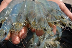 Australia aumenta importación de camarones vietnamitas