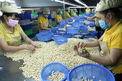 Empresas vietnamitas recuperan todos los contenedores de anarcados exportados a Italia