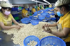 Empresas vietnamitas recuperan todos los contenedores de anarcados exportados a Italia