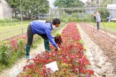 Hanoi construye áreas seguras de producción agrícola