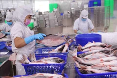 Pescado Tra, rubro de exportación con mayor crecimiento