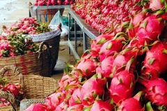 Promueven exportación de pitahaya vietnamita a Australia y Nueva Zelanda