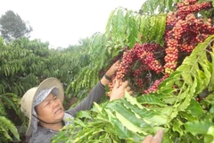 Vietnam y Alemania por impulsar nexos en comercio de café