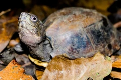 Liberan 70 tortugas al hábitat natural en Vietnam
