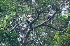 Provincia vietnamita de Quang Nam extenderá hábitat de especie amenazada 