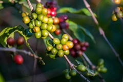 Vietnam mejora calidad del café para expandir exportaciones a Europa