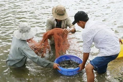 Ben Tre apunta a ganar 1,2 mil millones de dólares de exportaciones de camarones para 2025