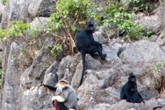 Descubren especies de primates raros en provincia vietnamita