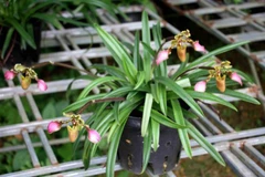 Conservan con éxito tres variedades raras de orquídeas