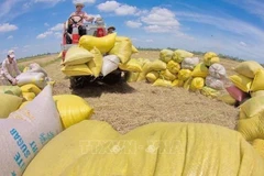 Unión Europea sigue siendo mercado potencial para la exportación arrocera de Vietnam