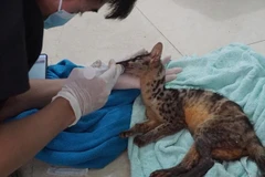 Rescatan en provincia vietnamita animales en peligro de extinción 