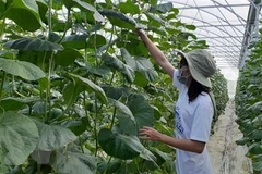 Promueven desarrollo de agricultura orgánica en provincia vietnamita