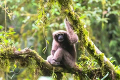 Descubren más de un centenar de nuevas especies de fauna y flora en Sudeste de Asia