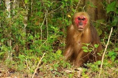 Conservan monos macacos raros en el Parque Nacional de Ben En