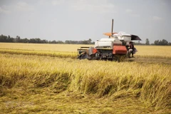 Precios de arroz exportable vietnamita alcanza récord en 12 años