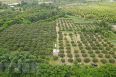 Provincia vietnamita busca aumentar presencia de productos agrícolas en mercado extranjero