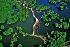 Nominan bosque de protección de Can Gio en lista de sitios Ramsar