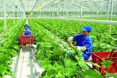Vietnam impulsa construcción de zonas rurales inteligentes