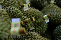 Inauguran Festival de Frutas y Durían de Vietnam en ciudad china de Tianjin