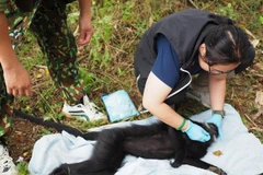 Provincia de Vietnam conserva langur en peligro de extinción 
