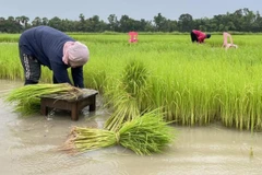 Vaticina disminución de producción de arroz en Tailandia
