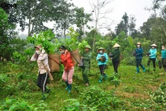 Siembran árboles en provincia vietnamita en saludo al Día Internacional de Bosques