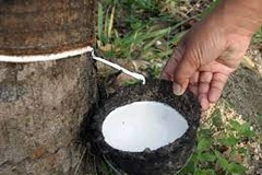 Indonesia impulsa asociación de caucho con Tailandia