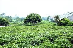 Té vietnamita se extiende al mercado mundial