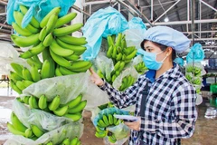 Exportaciones de durián, plátano y pitahaya de Vietnam dan buenas señales en 2023