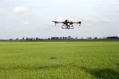 Proyecto agrícola financiado por BM beneficia a 29 mil hogares en provincia vietnamita