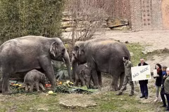 Bebé elefante Bao Ngoc: Un ícono de la amistad Vietnam-Alemania
