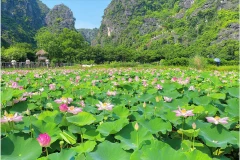 Ninh Binh desarrolla ecoturismo asociado con el loto 