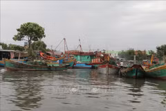 Provincia vietnamita eleva conciencia de pescadores sobre lucha contra la pesca ilegal
