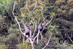 Reserva de biosfera Nui Chua, destino atractivo en la provincia de Ninh Thuan