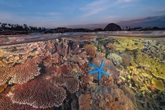 Fotógrafo vietnamita gana segundo premio en concurso internacional de fotografía oceánica