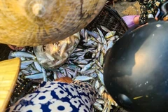 Malasia experimenta fuerte caída en capturas de productos del mar