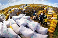Exportaciones de arroz de Vietnam superarán cuatro mil millones de dólares en 2023