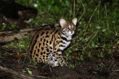 Devuelven al hábitat natural un raro gato salvaje en provincia vietnamita 