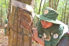 Destacan contribuciones de empresas vietnamitas de caucho al desarrollo de Laos