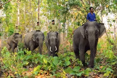 Elefante doméstico será llevado al Parque Nacional Yok Don de Vietnam