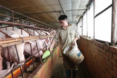 Industria ganadera apunta a un crecimiento de la producción del 4-5% en 2024