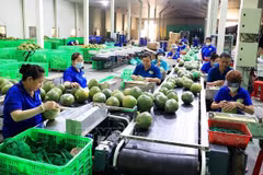 Exportaciones de hortalizas superarán mil millones de dólares para 2030