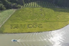 Pintura de arroz en provincia de Ninh Binh impresiona a visitantes