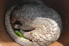 Entregarán un pangolín capturado al Parque Nacional U Minh Ha