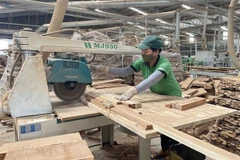 Agilizan cooperación Vietnam- EE.UU. en control de comercio maderero ilegal