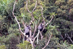  Reserva de biosfera Nui Chua, destino atractivo en la provincia de Ninh Thuan