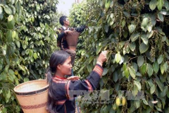 Debaten en Vietnam medidas de comercio agrícola sin causar deforestación